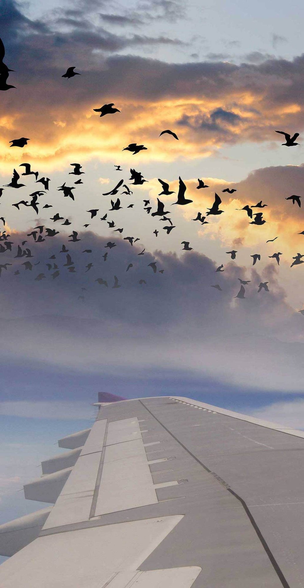 Silhouetted birds flying through the sky at twilight next to a gray commercial plane's wing