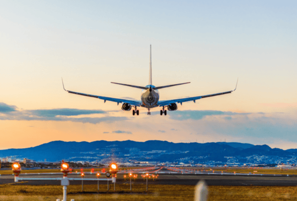 How Much Damage Can A Bird Strike Cause to Aircraft? image