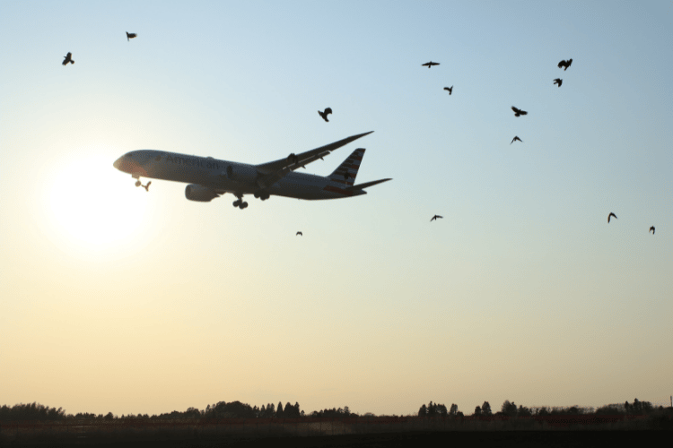 Bird strikes causing engine damage on aircraft.